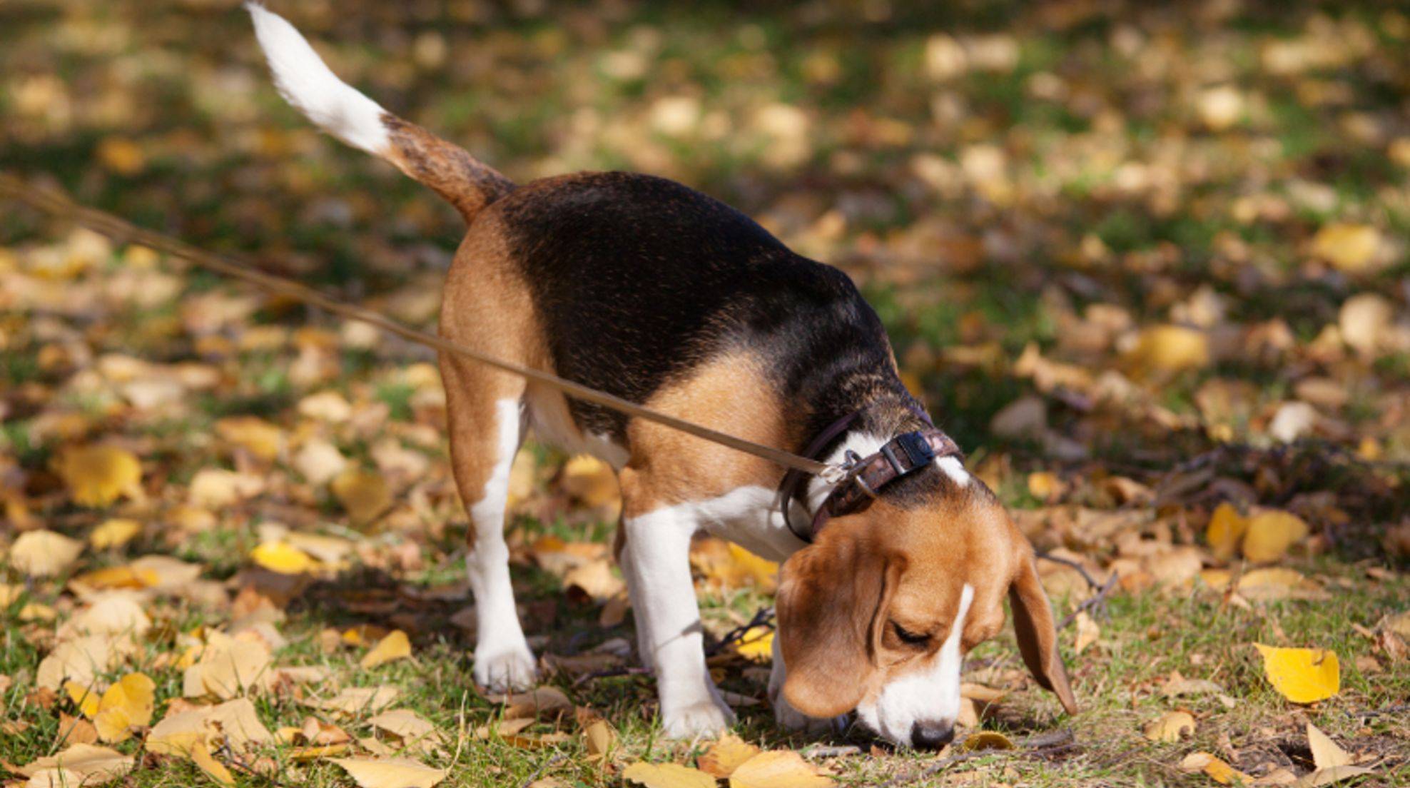 Dog eats everything from the floor: What to do about "garbage eaters"?