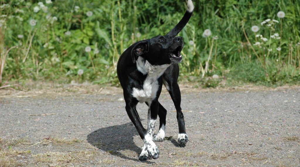 My dog barks at other people: Parenting tips