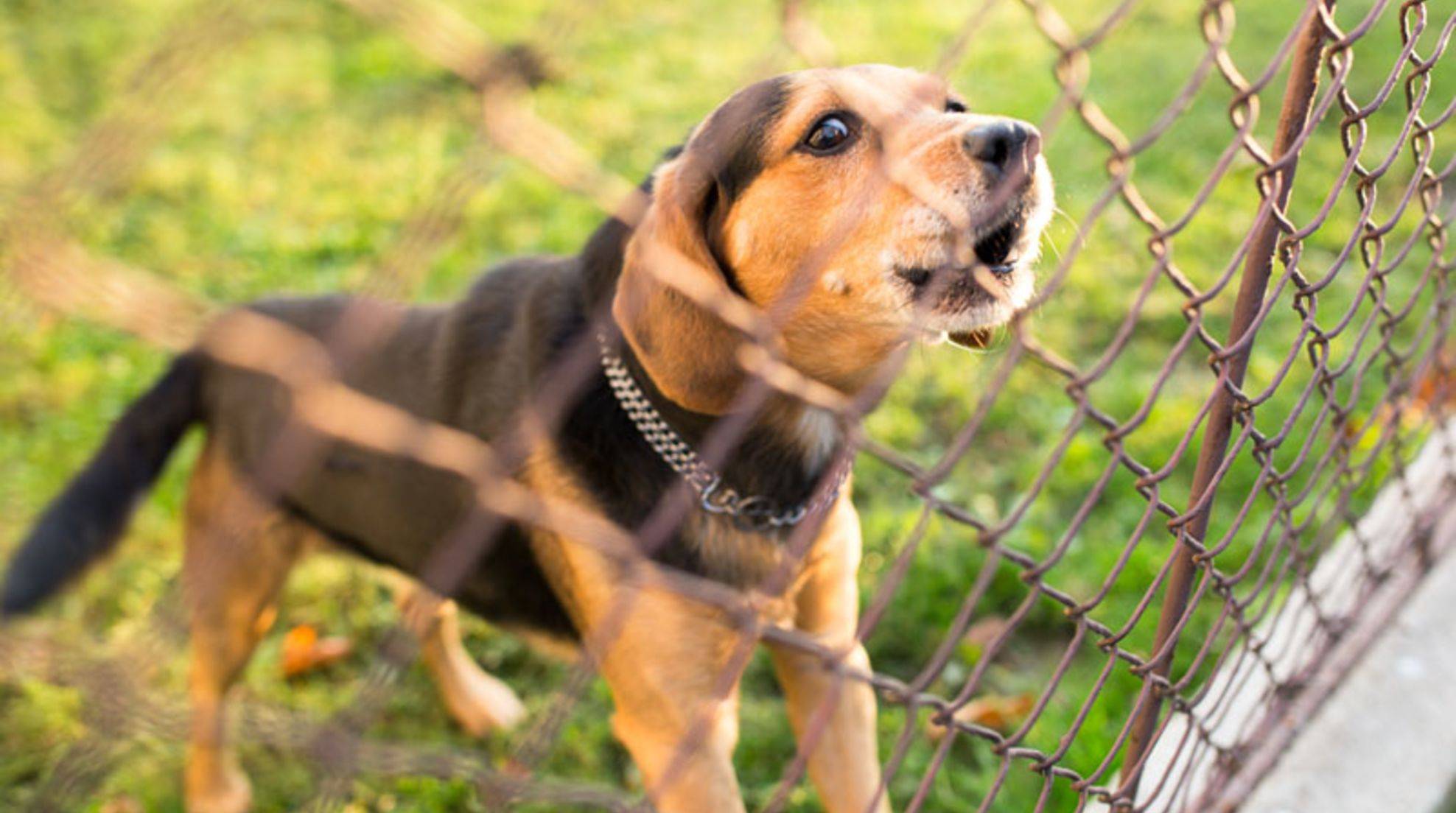 Neighbor's dog constantly barks: What you can do.