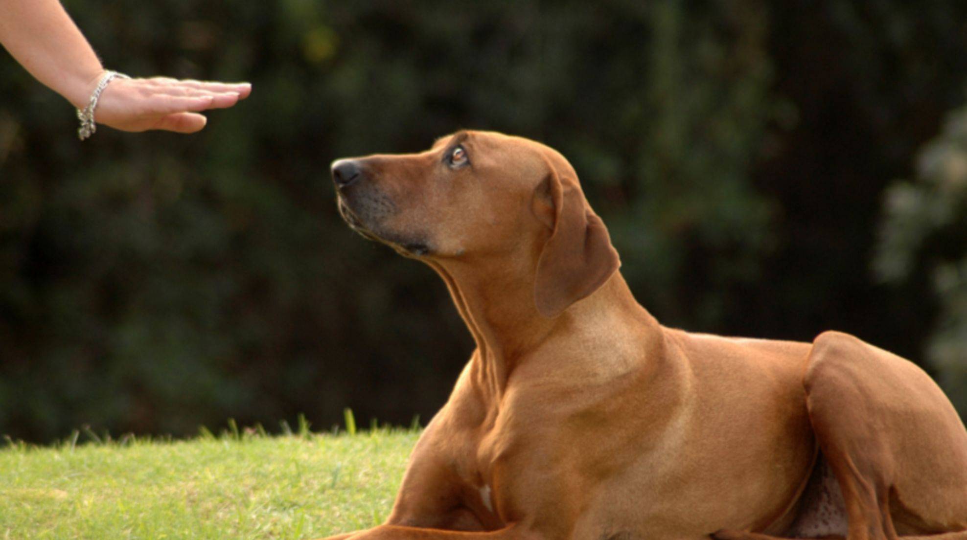 Four vital commands for your dog