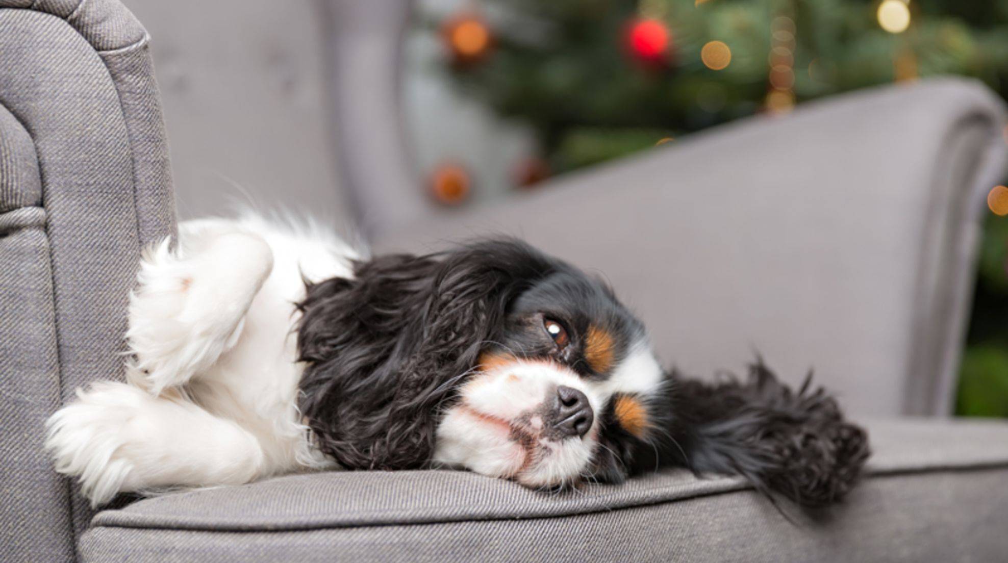 The dog seems lazy: what to do about listlessness?