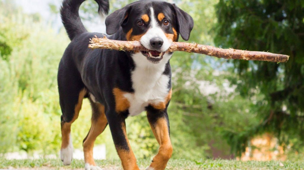 Appenzeller Mountain Dog: character and nature