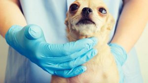 Laryngitis: symptoms and causes of laryngitis in dogs