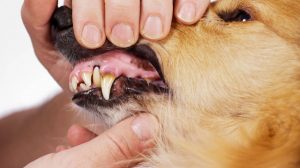 Health check for dogs: tips for home