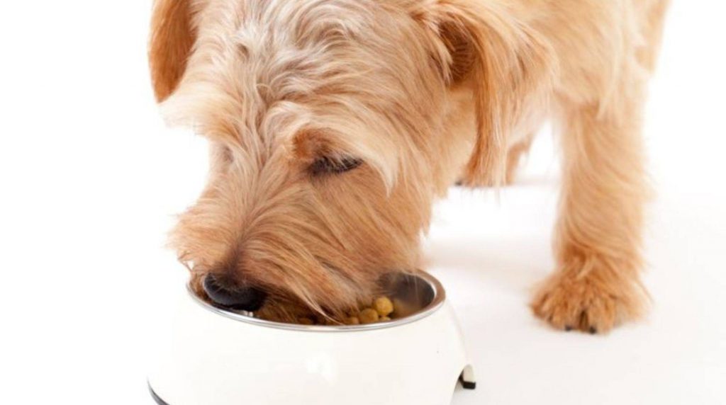 Find a suitable food bowl for the dog.