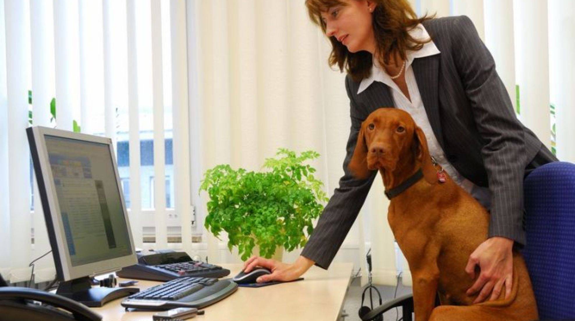 Dog in the office: what rules do you need to follow