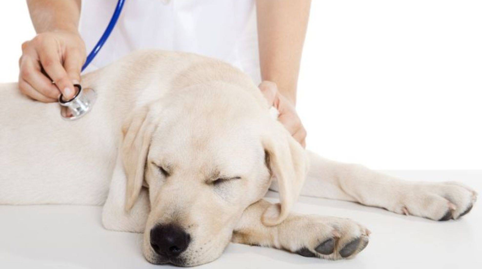 Diarrhea in dogs: possible causes and how to stop it