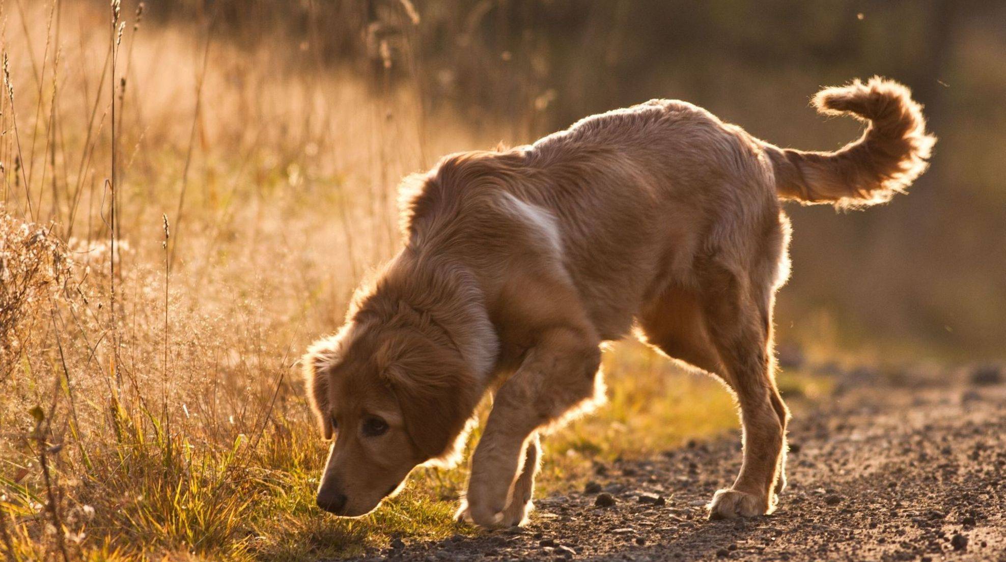 Worms in dogs: prevention