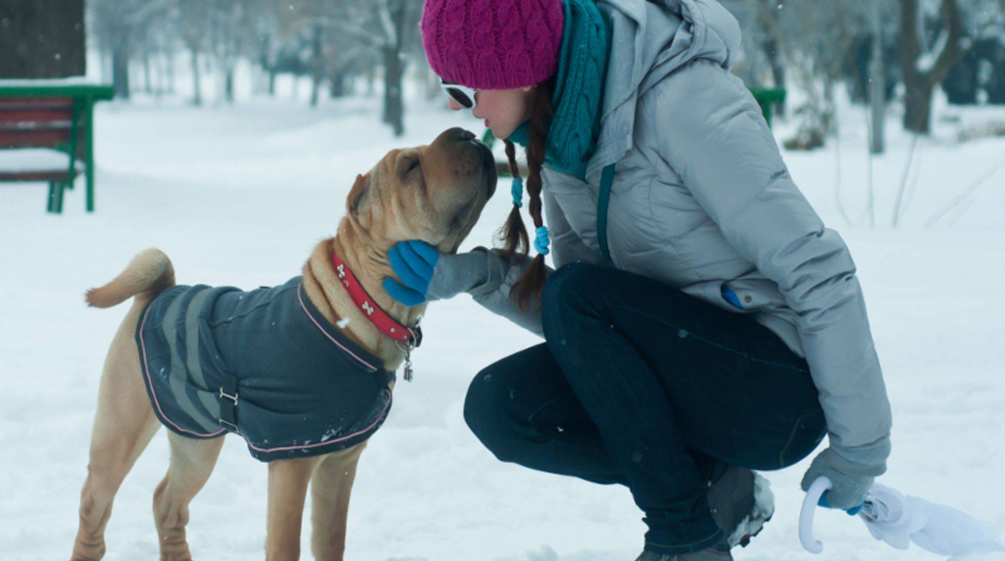 Five health tips for dogs in winter