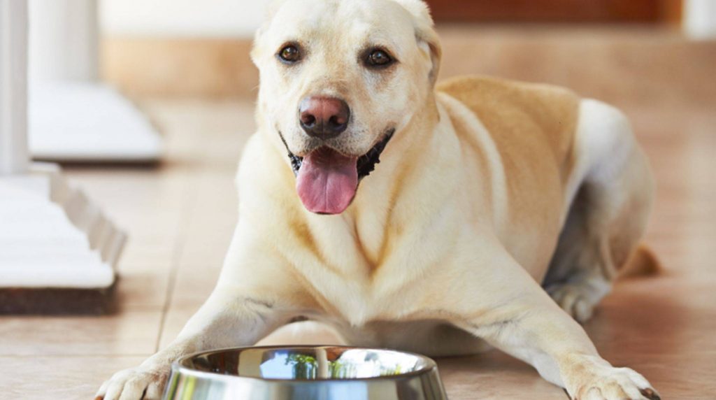 Homemade dog food with fish: tips