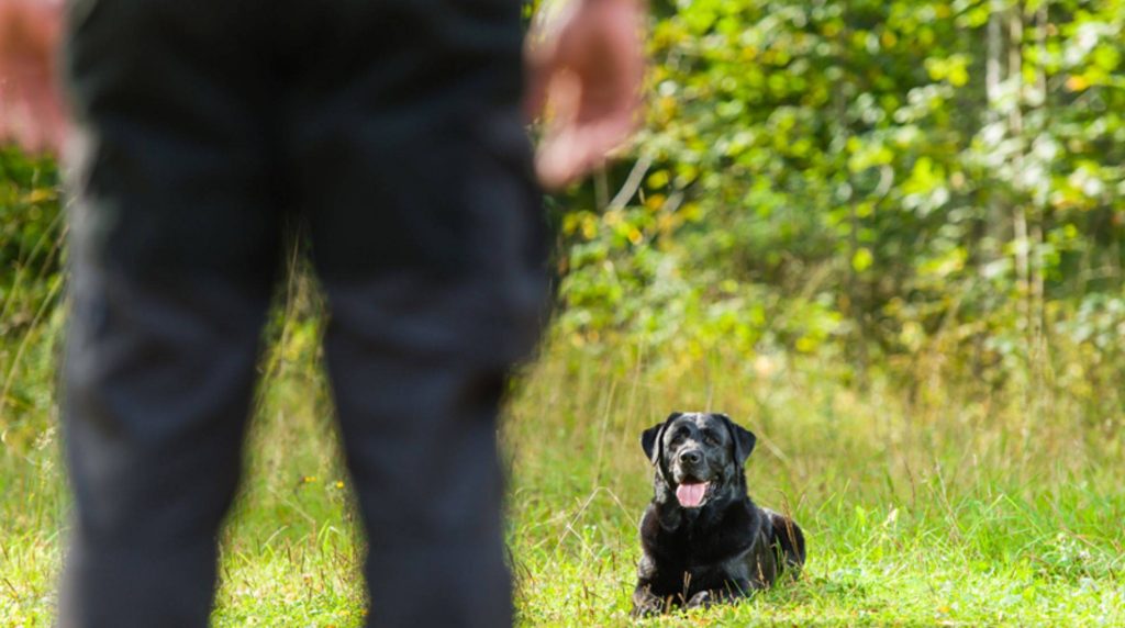 This is what obedience training for the dog is all about