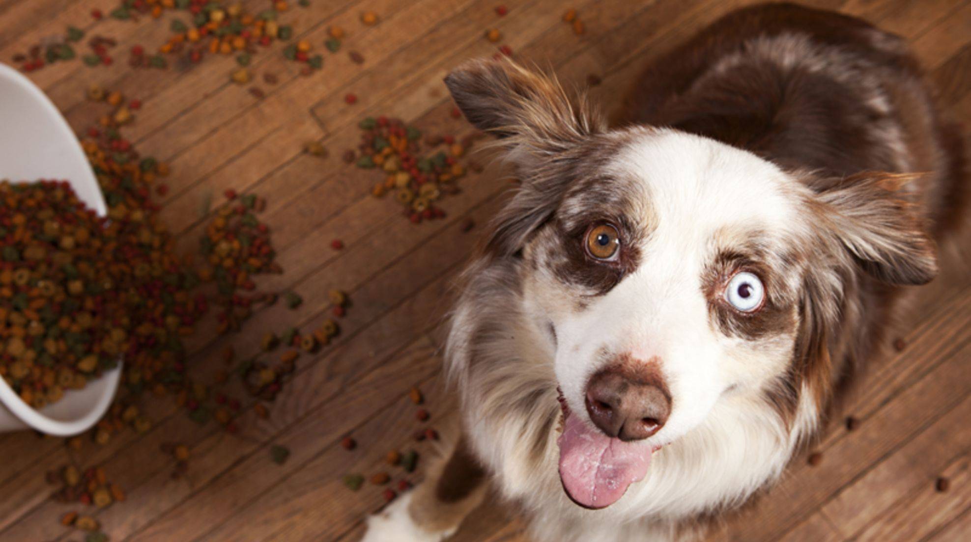 Dog food: 5 ingredients that no dog needs