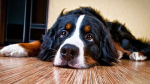 Does the dog have a cold? Possible symptoms and treatment