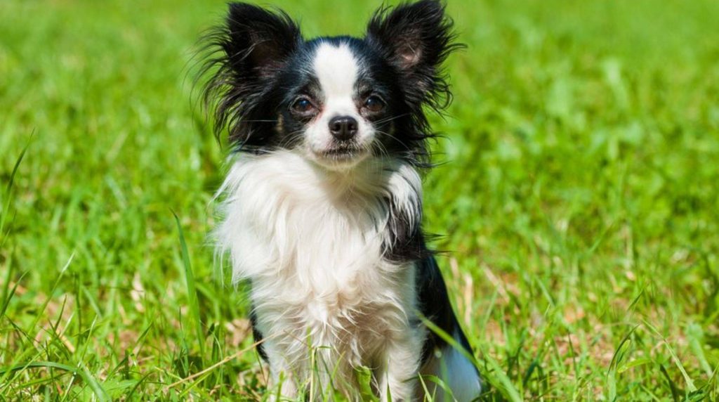 Buying Chihuahua: Tips before buying