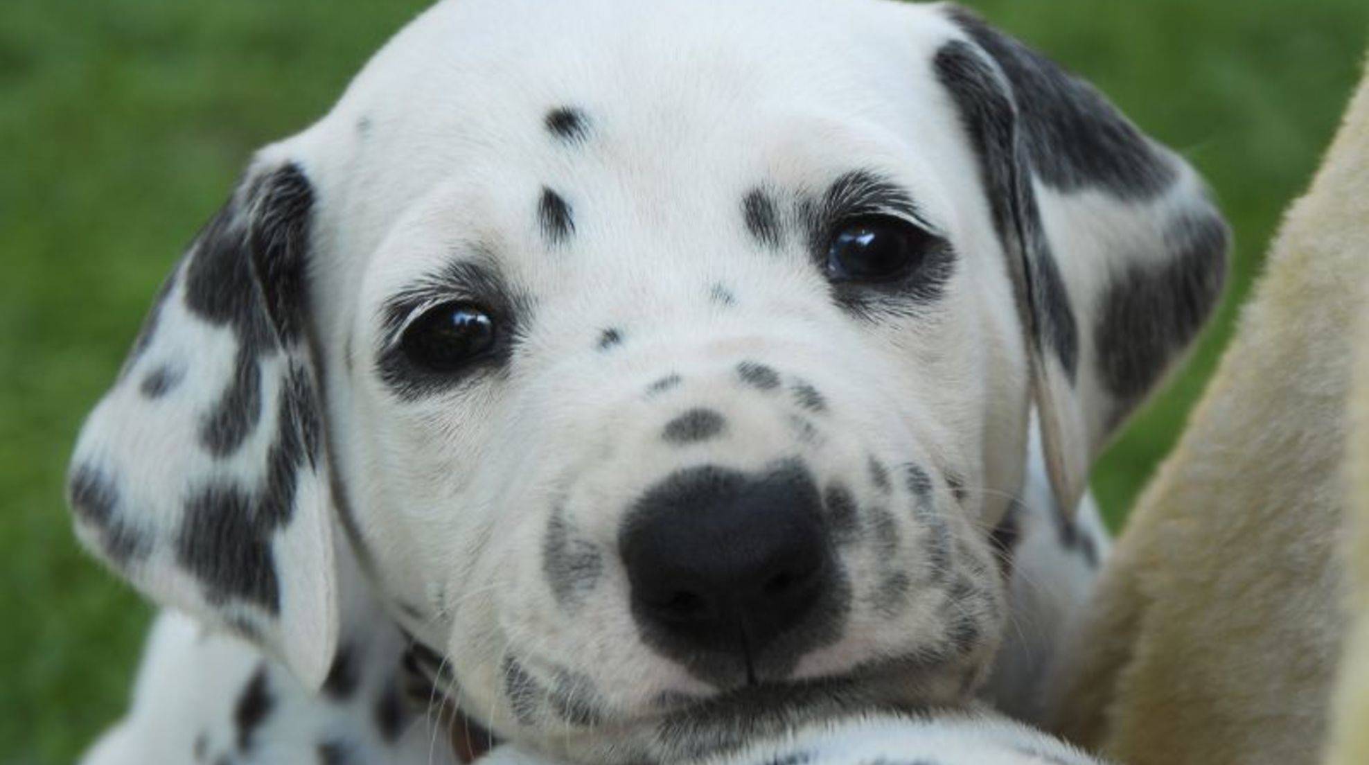 Dalmatians: nature and character of the beautiful dogs Clever, fun-loving and very active: Dalmatians charm not only with their pretty appearance, but also with their lively and affectionate nature. Who wants to acquire a dog of this breed, but should first think carefully whether the character of the four-legged friend really suits him. In order to find out, you should inquire well about the nature and the optimal keeping conditions of a Dalmatian before the acquisition. Of course, each Dalmatian is individual, but you will find the characteristics discussed below in many representatives of this dog breed. Dalmatians: Lively dogs that need clear rules A well-behaved, sweetly treated and well-used Dalmatian has a happy, playful and affectionate nature. He is a smart, adaptable family dog who needs lots of love and is sensitive to pressure and stress: Anyone who meets the Dalmatian with too harsh or unfair dog training will most likely get to know him from his stubborn side. Praise, on the other hand, will achieve much more with him, so positive reinforcement is the best training method for him. Despite their sensitivity, Dalmatians are definitely self-confident dogs with strong characters that can become stubborn if you don't take the lead. It is important that you don't use an authoritarian style of leadership and definitely don't try aversive training methods on your dog. Instead, you can use clear instructions, consistency and patience to ensure that your Dalmatian follows you of his own accord. If you use clear commands and regular training to ensure that your four-legged friend understands what you want him to do, but at the same time treat him lovingly, he will voluntarily follow you. Nervous nature? Prejudices against Dalmatians For a while there was a rumor that Dalmatians were nervous and even aggressive in character. This was due to the fact that the dog breed with the black dots experienced a boom as a result of the Disney cartoon "101 Dalmatians" in the 1970s. Unscrupulous breeders and inexperienced breeders followed the trend and bred the dogs without paying attention to their mental well-being and decent socialization from puppy paws. If dogs do not grow up in a safe environment from birth and get to know other people, conspecifics and other animals as well as everyday noises at an early age, they are particularly skittish later on. Some then compensate their fearfulness and nervousness with aggression. However, this has nothing to do with the breed, but with a lack of socialization and education. History of the dog breed and importance for its character Dalmatians are a very old dog breed and it has not been handed down beyond doubt what their original purpose was. However, they later proved their worth in Great Britain and the USA as companion dogs of horse carriages. In the USA they were frequent companions of the fire department when their carriages were still pulled by horses. By their barking they drew attention to the arrival of the fire department, so they were a kind of siren on four paws. They also guarded the carriages and kept stray dogs away. It is also believed that Dalmatians acted as guard dogs on farms, chasing away pests from the farm. For its nature, this means that mainly character traits such as alertness, intelligence and attention, as well as versatility were taken into account in breeding. In addition, the dogs are physically enduring and capable of making independent decisions when needed. At the same time, however, they feel very comfortable in the company of people and help their two-legged partner with great pleasure. The Dalmatian and its nature: Occupation is important The Dalmatian is very lively, which he shows only outside, if he is properly exercised. He loves to run and does this with a lot of endurance. Occupation for the little head is a must for the intelligent dog. The four-legged friend feels best in a family where there is a lot going on. He also gets along with children, as long as they do not tease him or treat him as a toy. As a city dog or animal that is constantly alone or mentally and physically underchallenged, he would not only become unhappy, but could also develop behavioral problems. So overall, the Dalmatian is an advanced dog that needs an owner who is well versed in the breed and its characteristics! Dog sports for the Dalmatian In order for your Dalmatian to really let off steam, it is recommended that you engage in regular dog sports with him. Dog dancing, for example, is both mentally and physically a great activity for the pretty spotted bearer. But agility and obedience training also come into question.