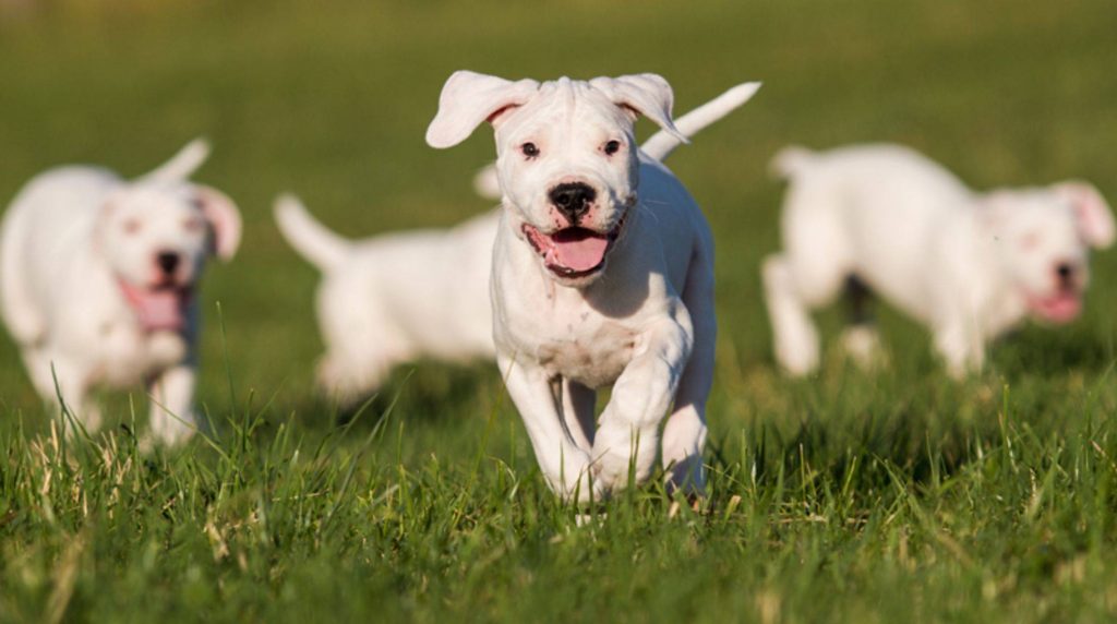 Dogo Argentino: Typical characteristics