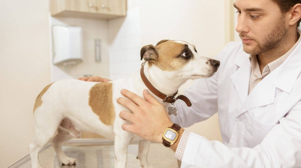 Concussion in the dog: recognize symptoms