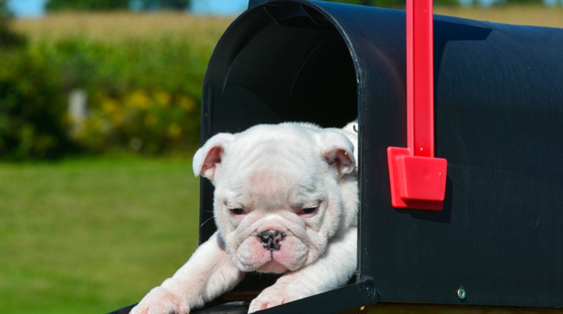 Why don't dogs like mail carriers?