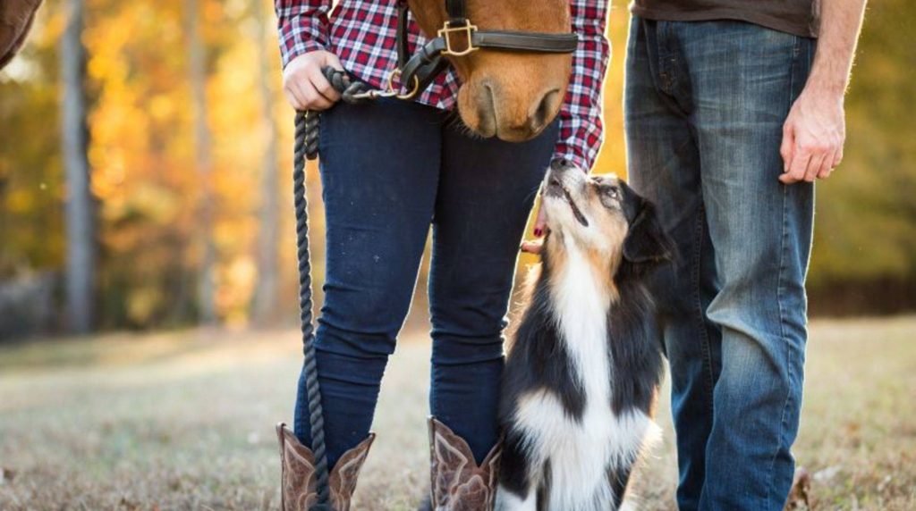 Which dog breeds are suitable as riding companion dogs?