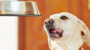 Diet for dogs with pancreatitis