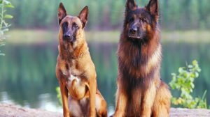 Malinois vs German Shepherd: Difference?