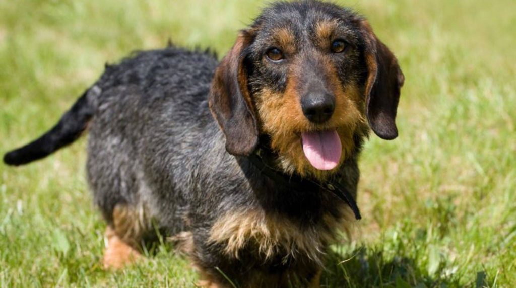 How to raise a rough-haired dachshund?