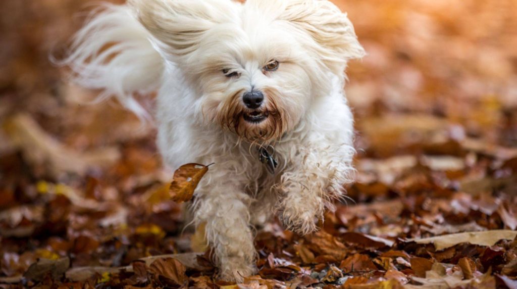 Caution. The dog should not play with chestnuts.