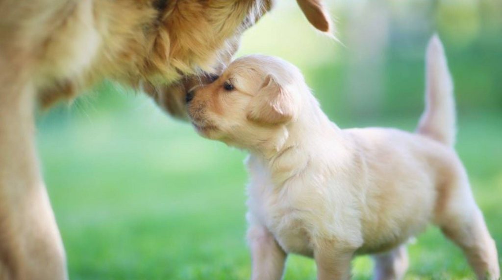 Puppy protection: How long is it valid?