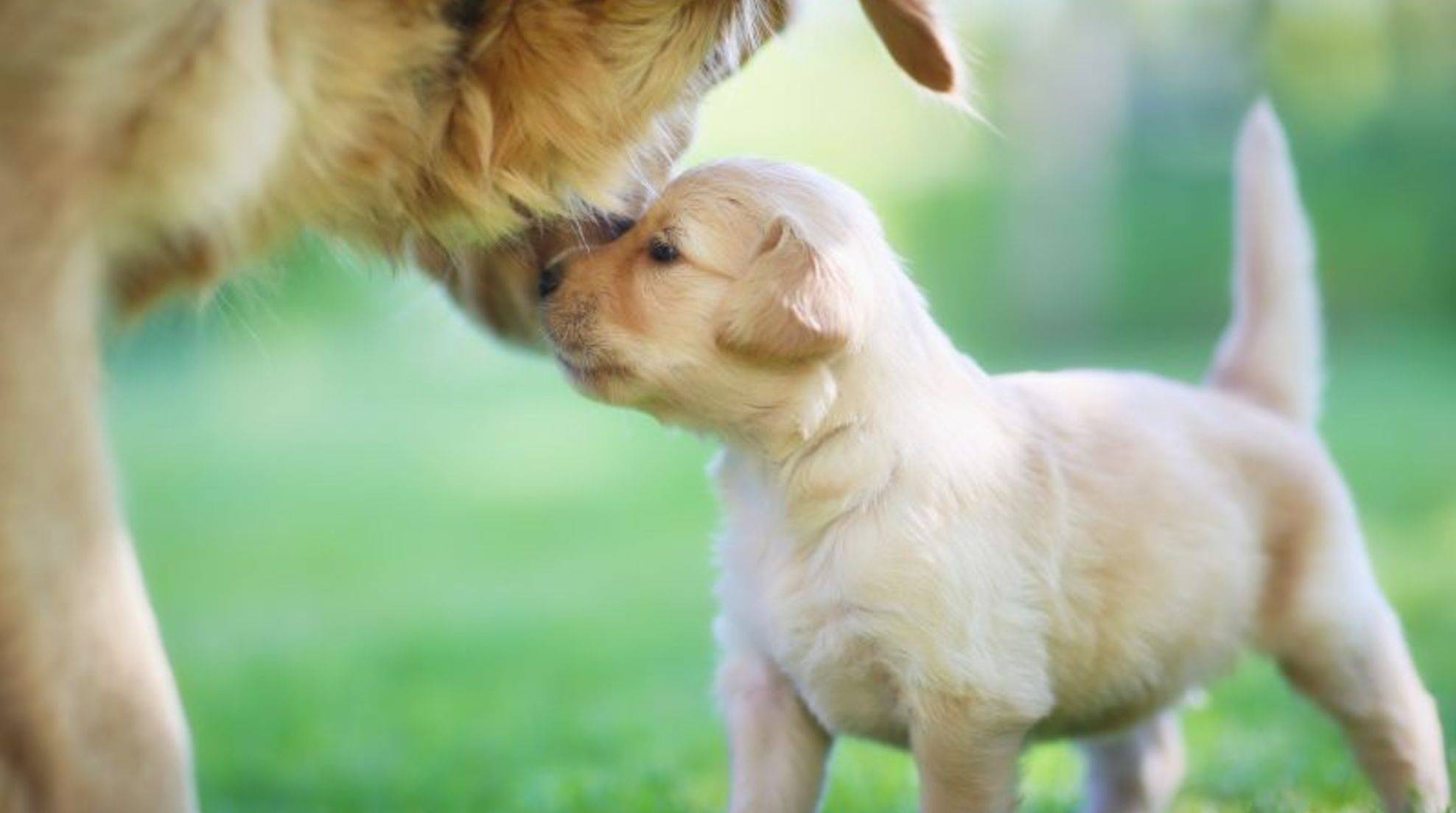 Puppy protection: How long is it valid?