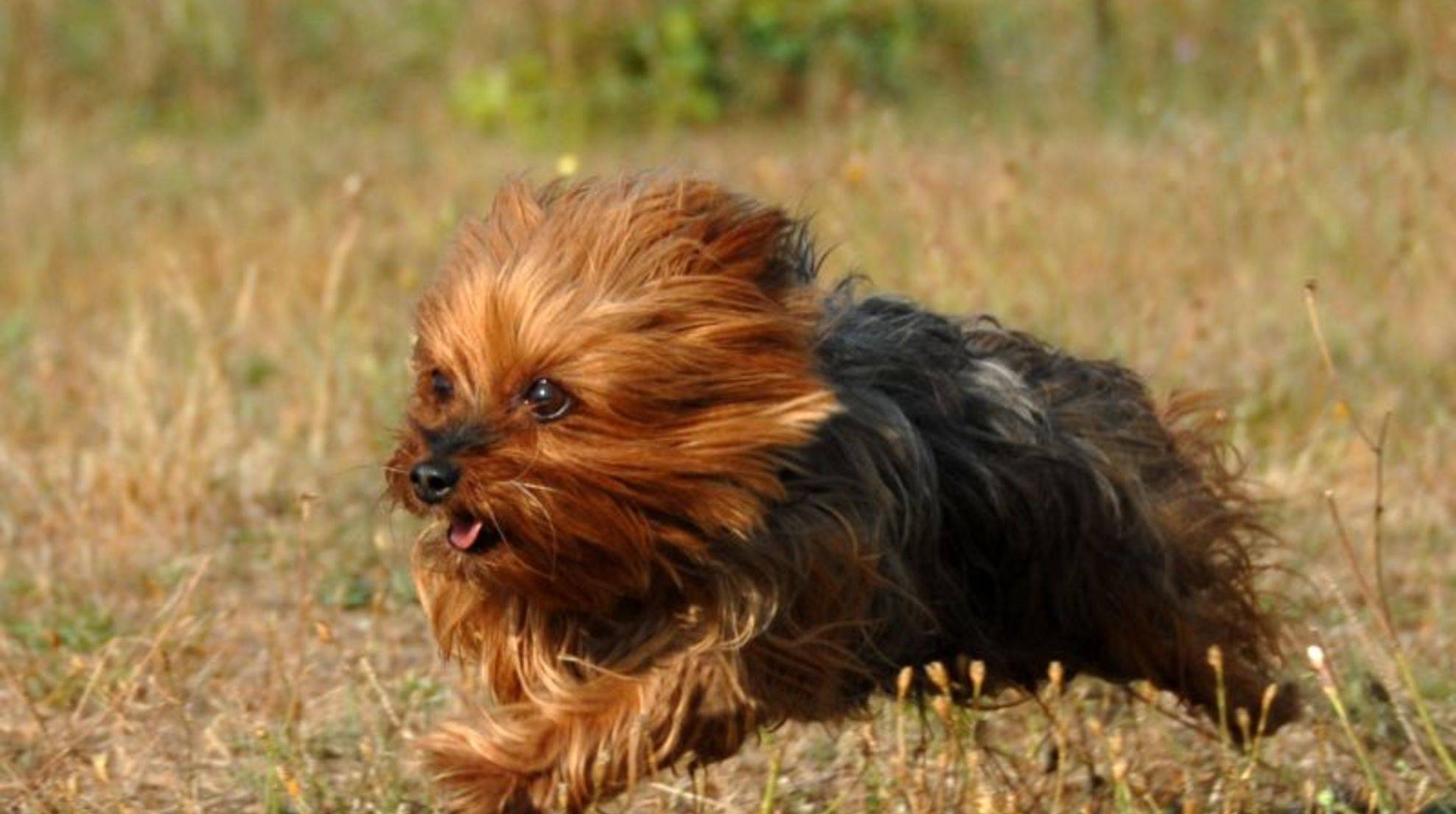 Yorkshire Terrier: Tips for education