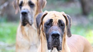 8 things you should know about Great Dane before buying.