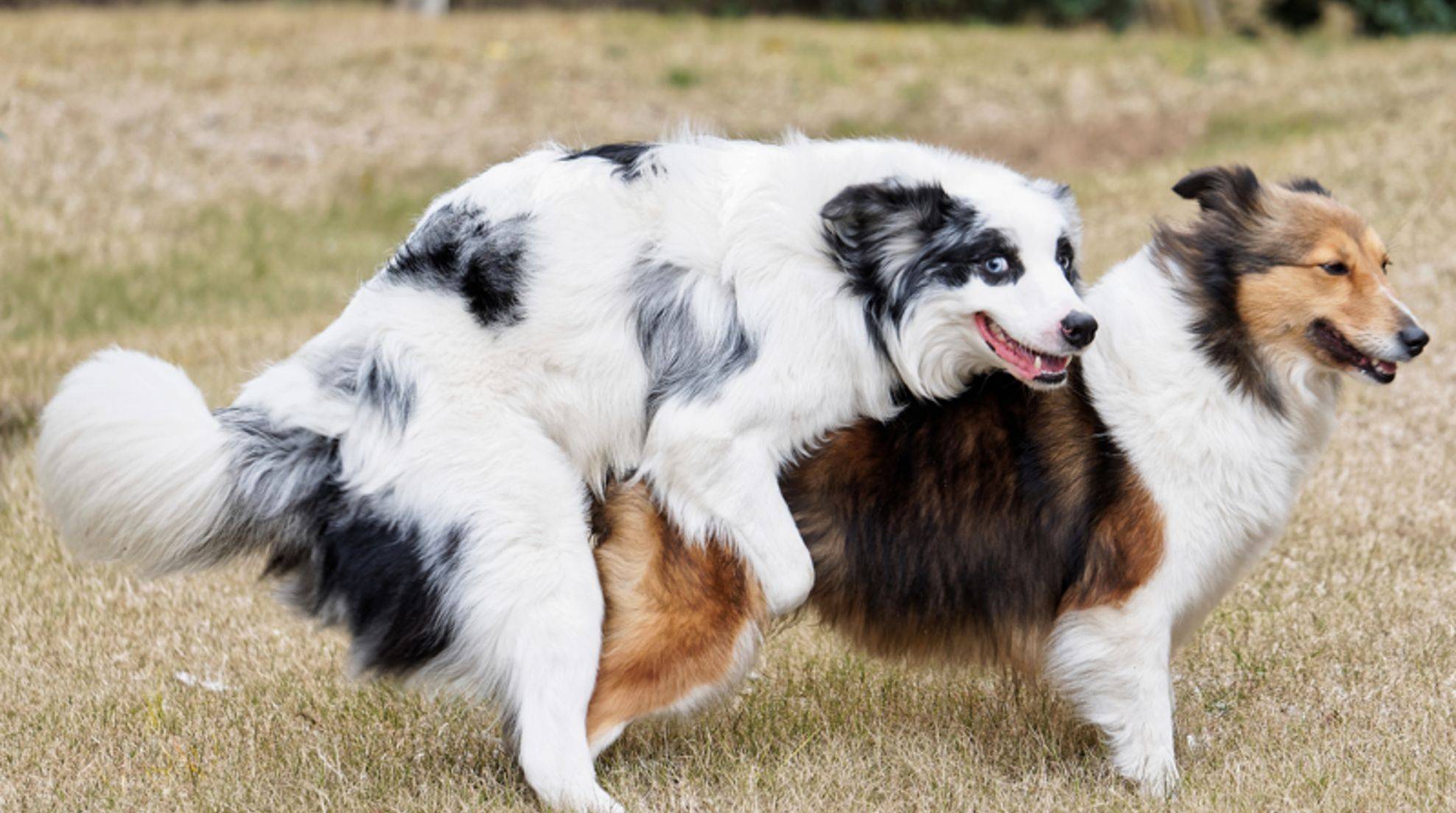 Mating of the dogs: What happens during the mating act?