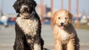 Dogs for allergy sufferers: these dog breeds are suitable